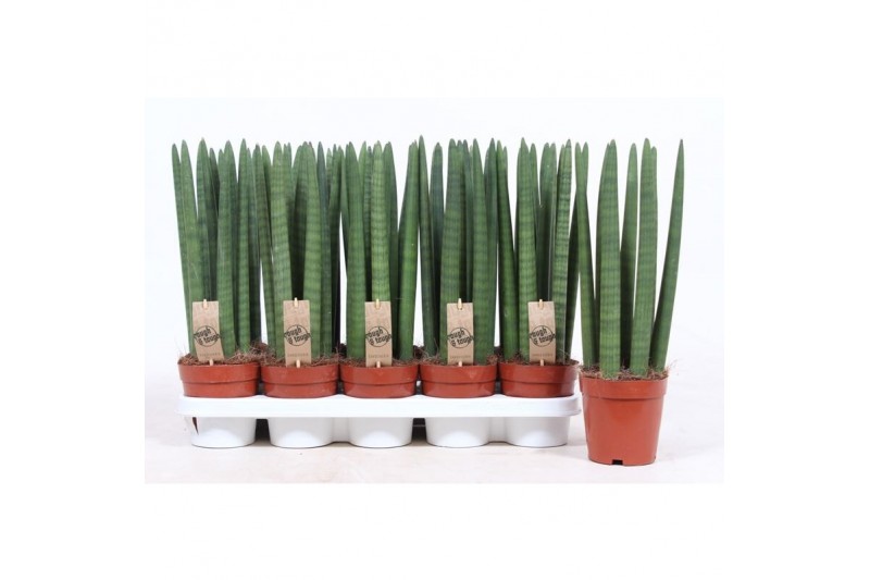 Sansevieria cylindrica straight 