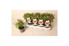 Pelargonium lemonaanti-musquit