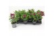 Pelargonium lemonaanti-musquit 