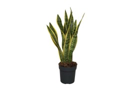 Sansevieria trifasciata laurentii