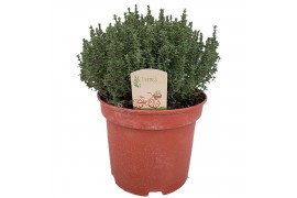 Thymus vulgaris faustini