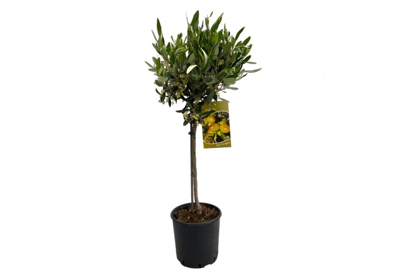 Olea europaea stam 