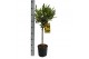 Olea europaea stam 