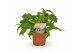 Asplenium antiquum hurricane 