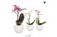Phalaenopsis multiflora 1 tak mix in bowl pot white kolibri orchids 