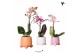 Phalaenopsis multiflora 1 tak in rolling mix kolibri orchids 