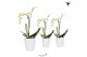 Phalaenopsis multiflora wit 1 tak in honey pot white kolibri orchids 