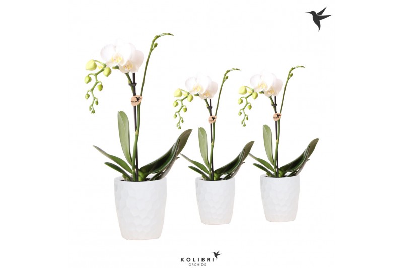 Phalaenopsis multiflora wit 1 tak in honey pot white kolibri orchids Phalaenopsis multiflora wit 1 tak in honey pot white kolibri orchids