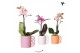 Phalaenopsis mix Kolibri Orchids Phalaenopsis Mix 1 spike in Happy mug 