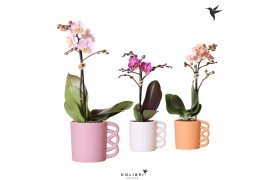 Phalaenopsis mix Kolibri Orchids Phalaenopsis Mix 1 spike in Happy mug