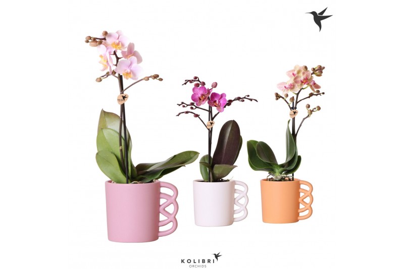 Phalaenopsis mix Kolibri Orchids Phalaenopsis Mix 1 spike in Happy mug 