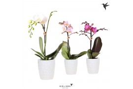 Phalaenopsis mix Kolibri Orchids Phalaenopsis Mix 1 spike in Honey pot