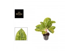 Aglaonema apple green
