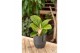 Aglaonema apple green 