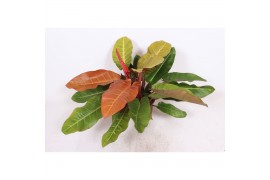 Philodendron prince of orange