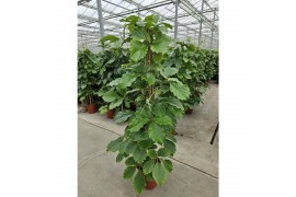 Tetrastigma voinierianum piramide