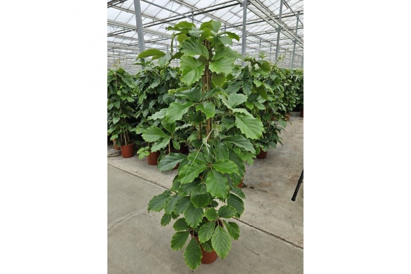 Tetrastigma voinierianum piramide 