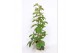 Tetrastigma voinierianum piramide 