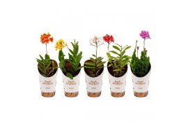 Epidendrum oranje 2 tak