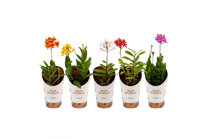 Epidendrum oranje 2 tak 