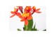 Epidendrum oranje 2 tak 