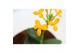 Epidendrum oranje 2 tak 