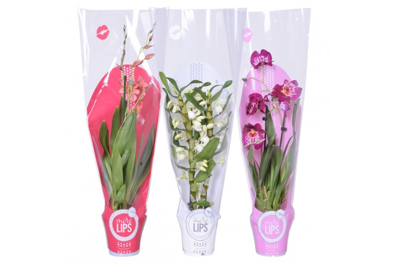 Orchidee mix 2 tak morelips valentine / womens day met rode, witte en Orchidee mix 2 tak morelips valentine / womens day met rode, witte en