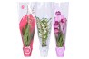 Orchidee mix 2 tak morelips valentine / womens day  met rode, witte en