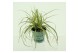 Carex hachijoensis evergold 