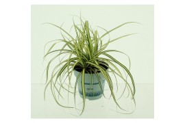 Carex hachijoensis evergold