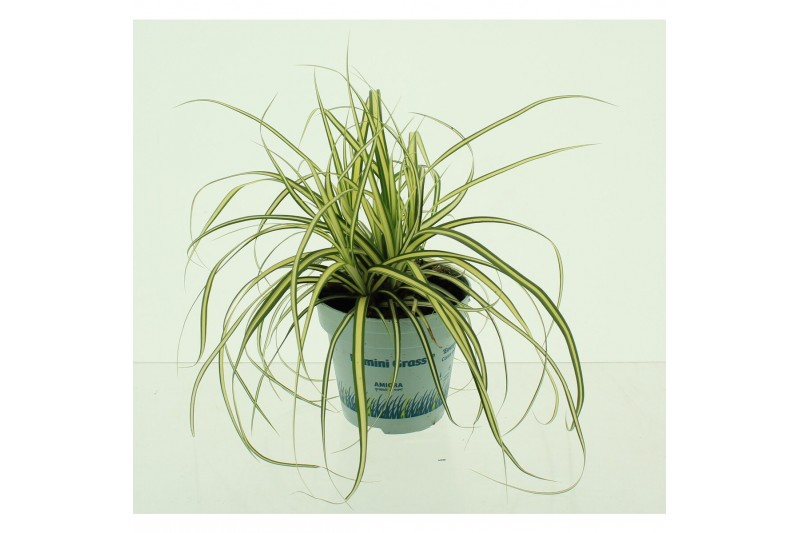 Carex hachijoensis evergold 