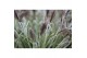 Carex hachijoensis evergold 