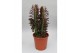 Euphorbia trigona rubra 