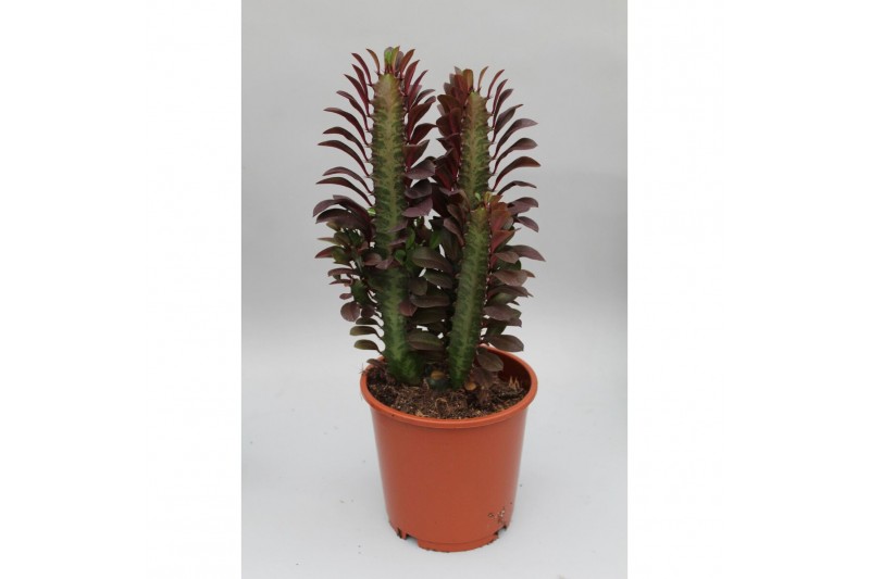 Euphorbia trigona rubra 