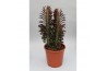 Euphorbia trigona rubra