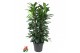 Ficus cyathistipula 