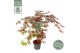 Acer palmatum sumi-nagashi 