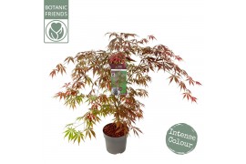 Acer palmatum sumi-nagashi