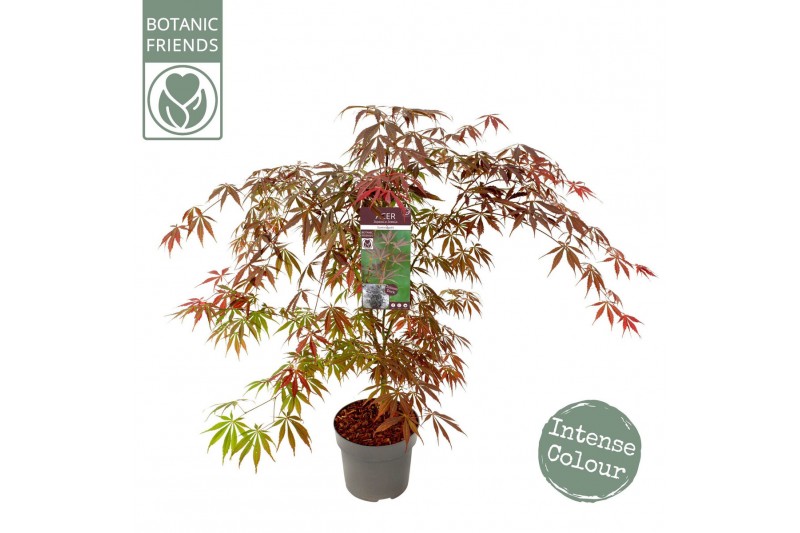 Acer palmatum sumi-nagashi 