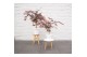 Acer palmatum sumi-nagashi 
