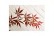 Acer palmatum sumi-nagashi 
