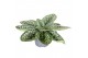 Streptocarpus pretty turtle 