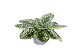 Streptocarpus pretty turtle