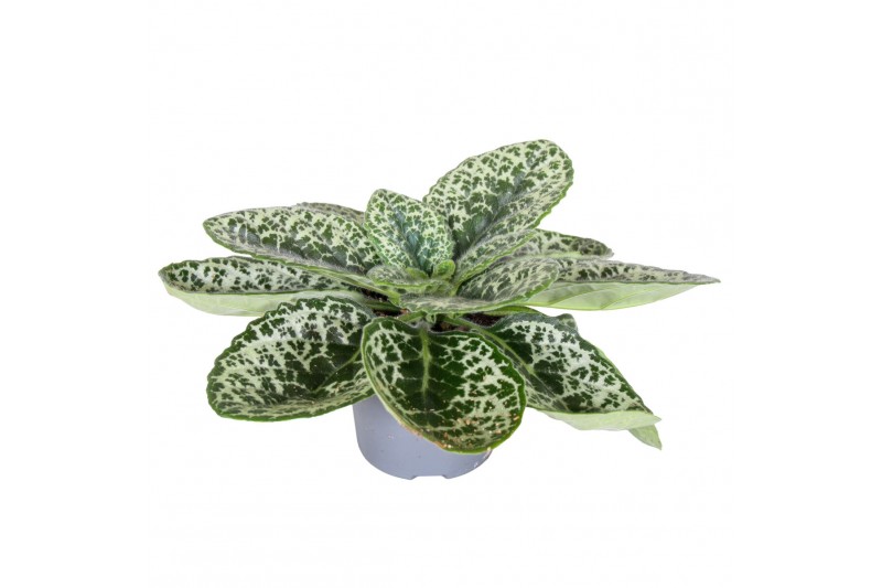 Streptocarpus pretty turtle 