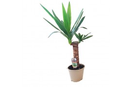 Yucca 30cm - Enkel Stam - 1 Kop