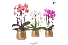 Phalaenopsis elegant cascade Kolibri Orchids Niagara fall mix 2 tak in