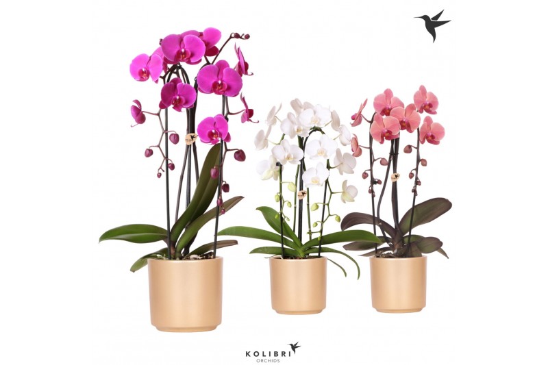 Phalaenopsis elegant cascade Kolibri Orchids Niagara fall mix 1 tak in Phalaenopsis elegant cascade Kolibri Orchids Niagara fall mix 1 tak in