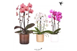 Phalaenopsis elegant cascade Kolibri Orchids Niagara fall mix 2 tak in