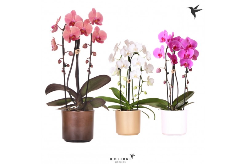 Phalaenopsis elegant cascade Kolibri Orchids Niagara fall mix 2 tak in Phalaenopsis elegant cascade Kolibri Orchids Niagara fall mix 2 tak in