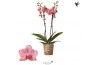 Phalaenopsis oranje 2 tak pirate picotee kolibri orchids
